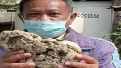 อำพันทะเลขีดละแสน