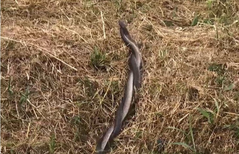 เลขเด็ด งู 17 1 66