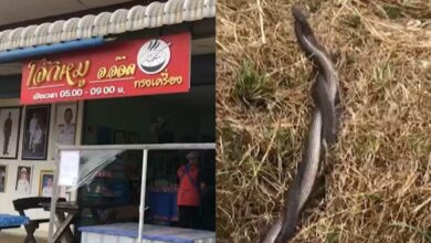 เลขเด็ดงูผสมพันธุ์หน้าร้านโจ๊ก