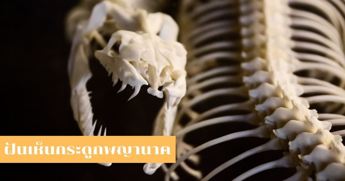 ทำนายความฝันฝันเห็นกระดูก