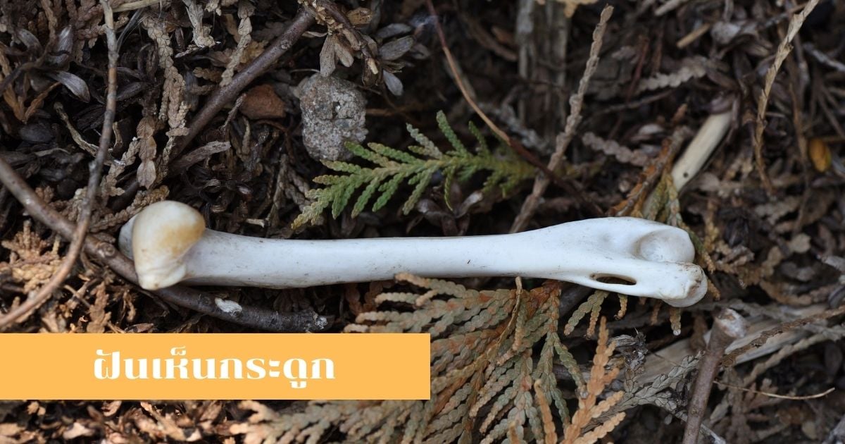 ฝันเห็นกระดูก