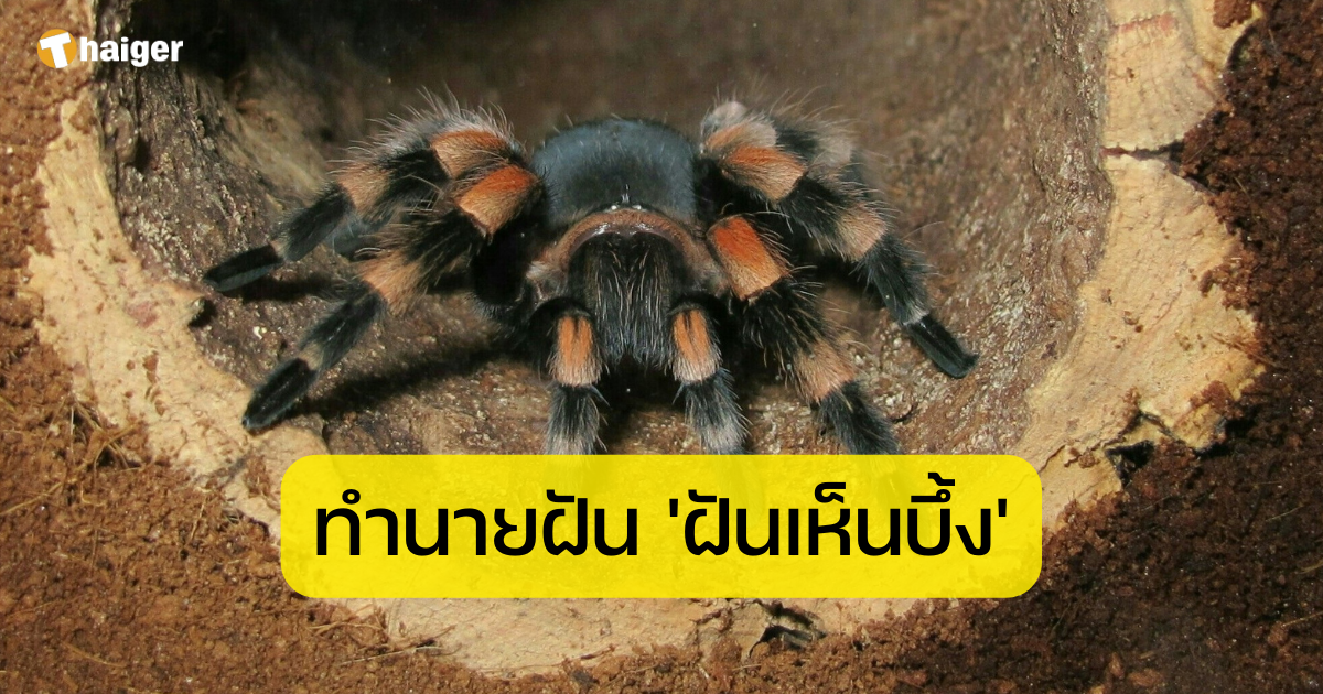 ฝันเห็นบึ้ง