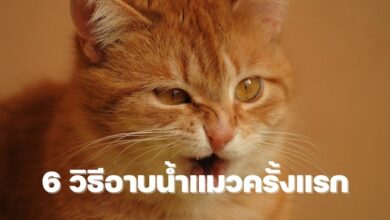 วิธีอาบน้ำแมว