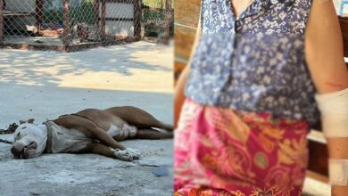 พิตบูลกัดเจ้าของ