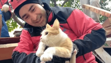 แผ่นดินไหวตุรกี แมว