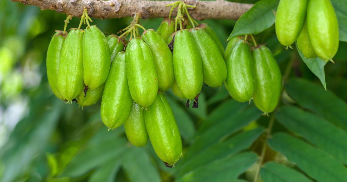 ต้นไม้ลดฝุ่น