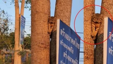 ตัวตึงแมวส้ม ติดซอกต้นไม้