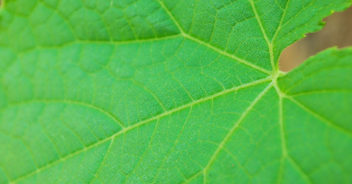 ต้นไม้ลดฝุ่น