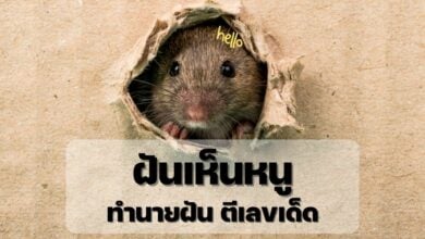 ฝันเห็นหนู