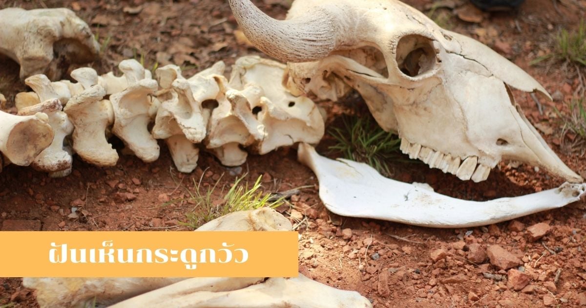 ทำนายความฝันฝันเห็นกระดูก