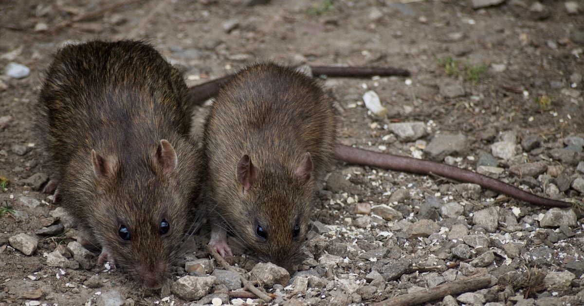 ทำนายฝัน