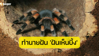ฝันเห็นบึ้ง