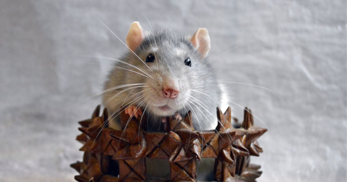 ทำนายฝัน