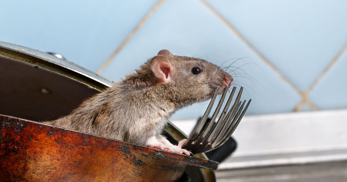 ทำนายฝัน