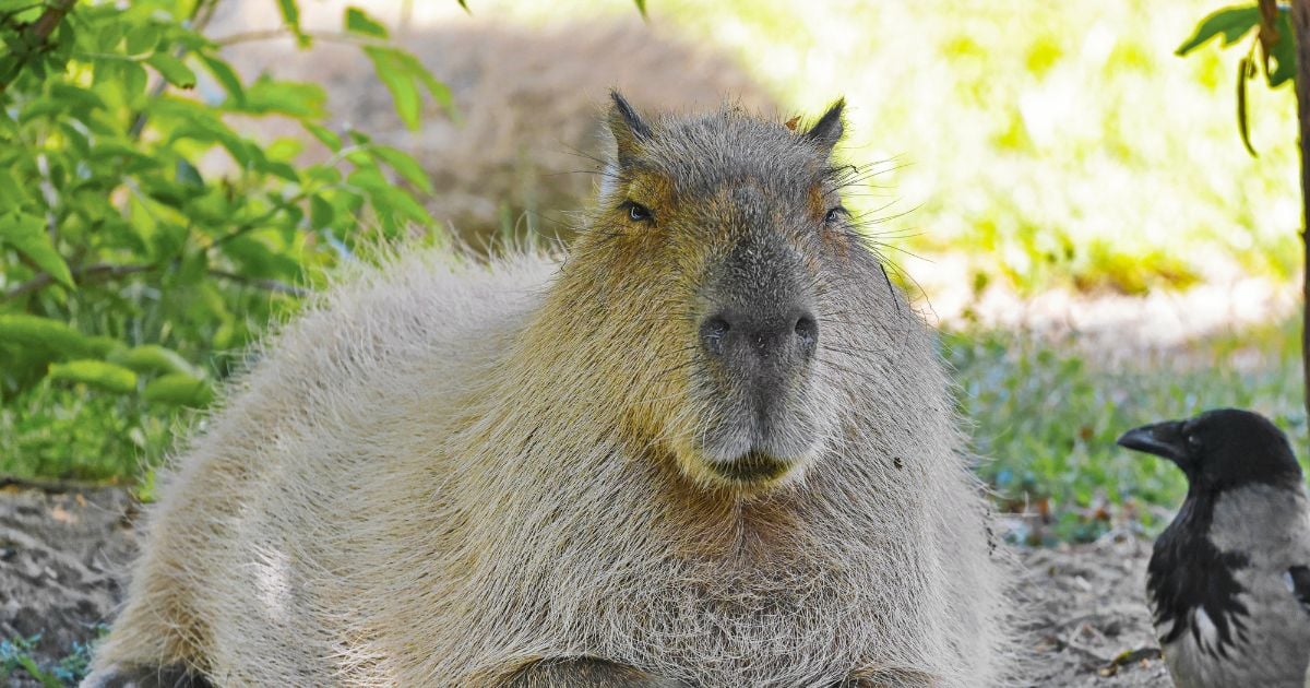 ฝันเห็นหนูตัวใหญ่
