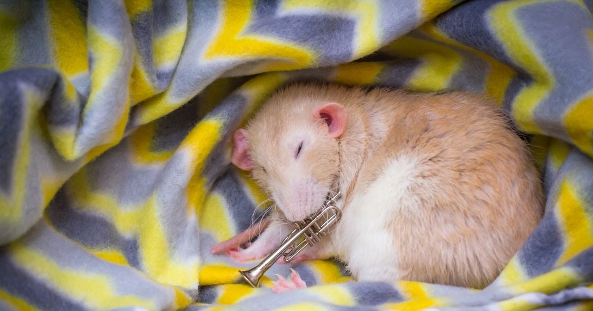 ทำนายฝัน หมายถึง