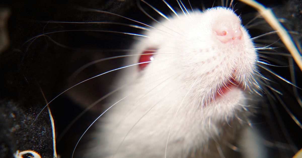 ทำนายฝัน หนู