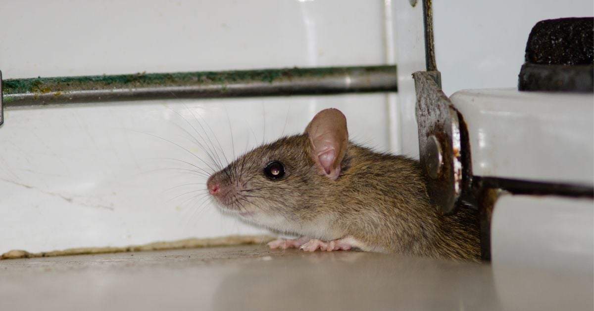 ฝันเห็นหนูสีดำ