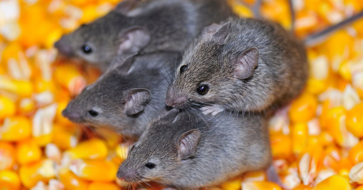 ทำนายฝัน เลขเด็ด