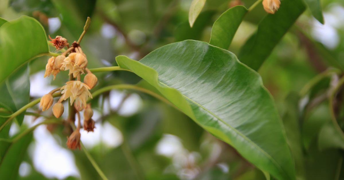 ต้นไม้ลดฝุ่น