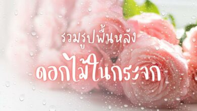 ภาพพื้นหลัง ดอกไม้ในกระจก