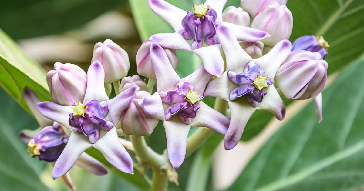 ต้นไม้ลดฝุ่น