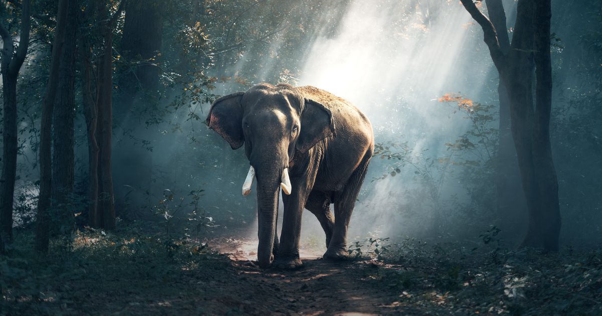 วันช้างไทย