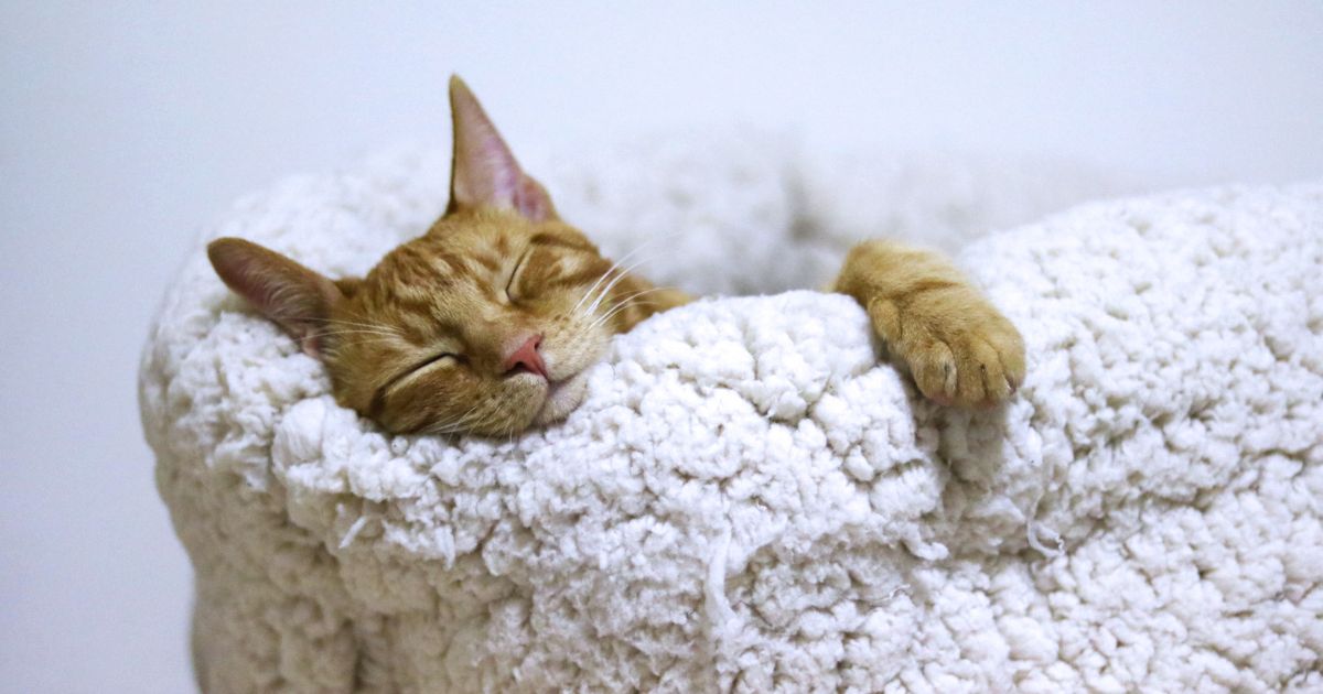 วันนอนหลับโลก