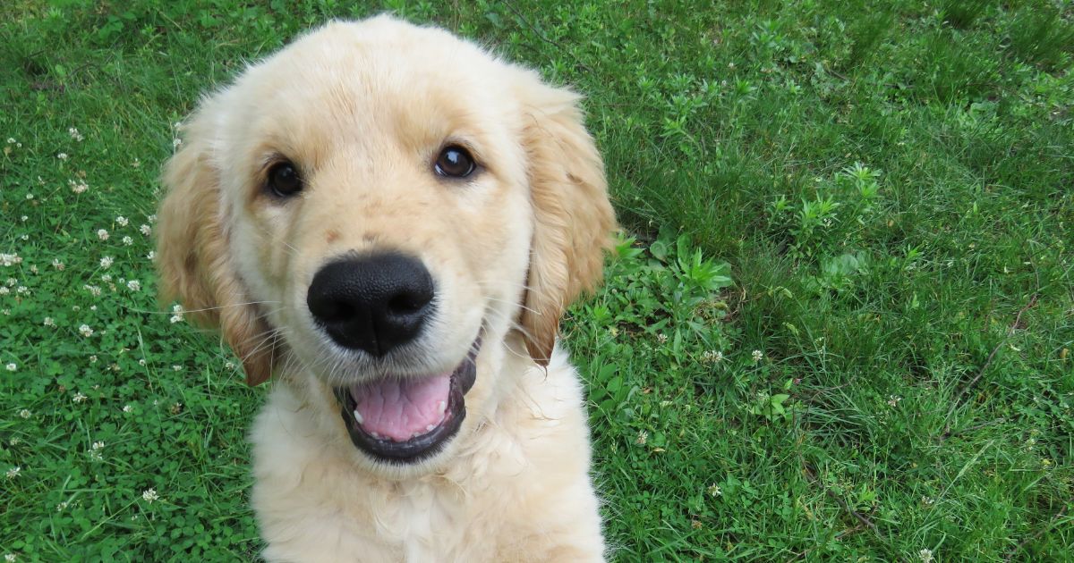 วันน้องหมาแห่งชาติ