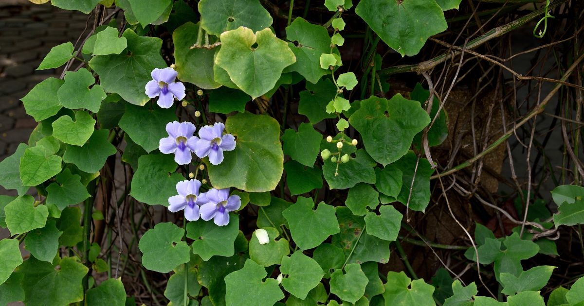 ต้นไม้ลดฝุ่น