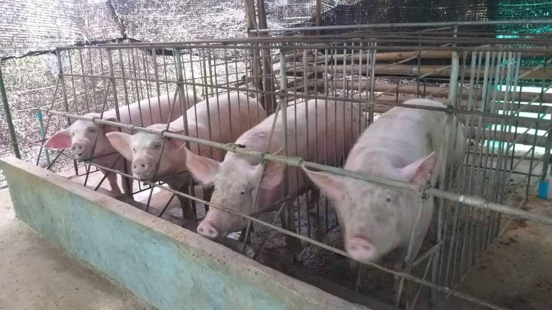 สร้างอาชีพในชุมชนเชิงเกษตรผสมผสาน