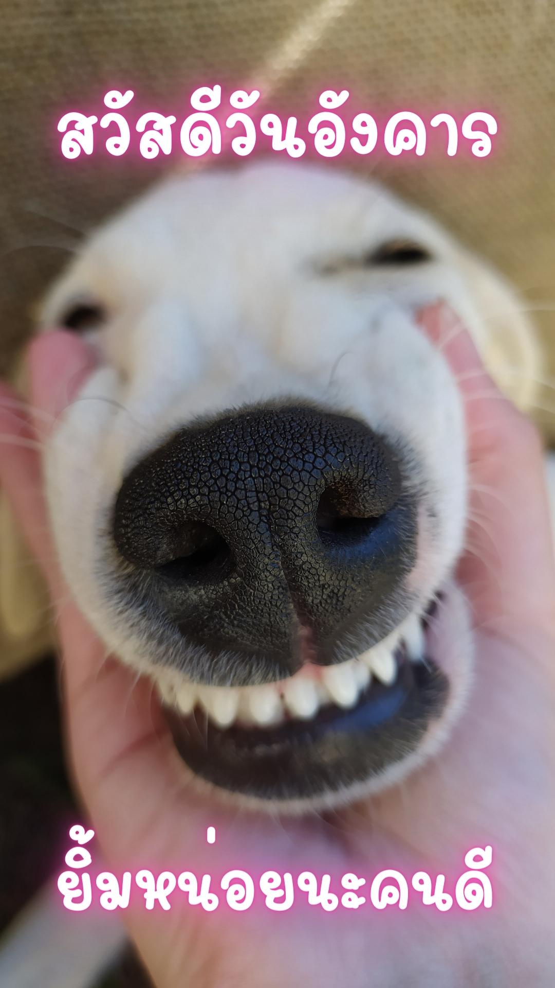 สวัสดีวันอังคารสดใส