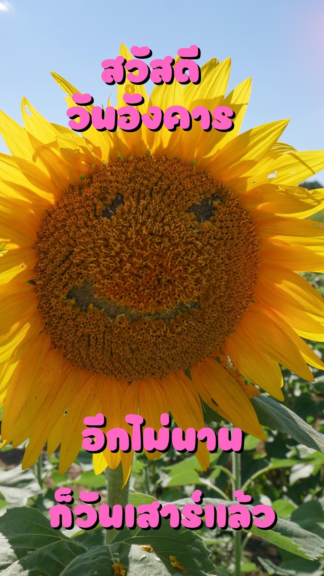 สวัสดีวันอังคารสดใส