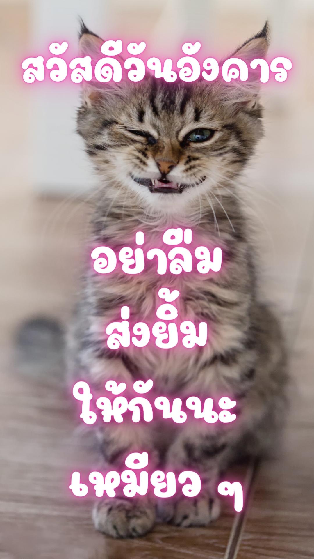 สวัสดีวันอังคาร