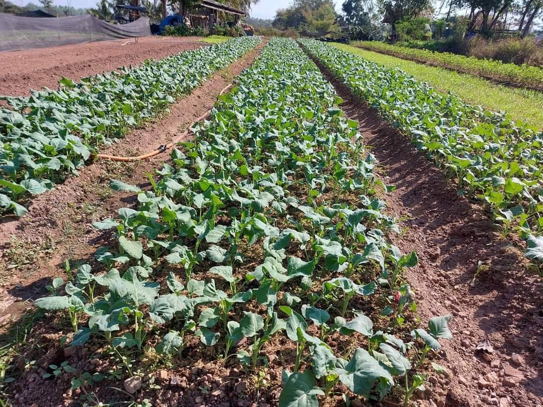 สหกรณ์คลองสาน