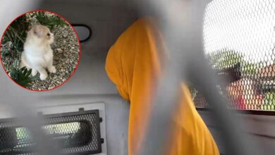 ฆ่าแมวบูชายันต์