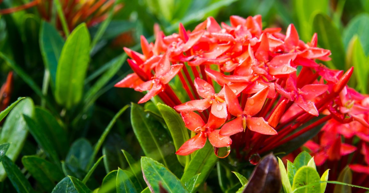 ต้นไม้ลด PM 2.5