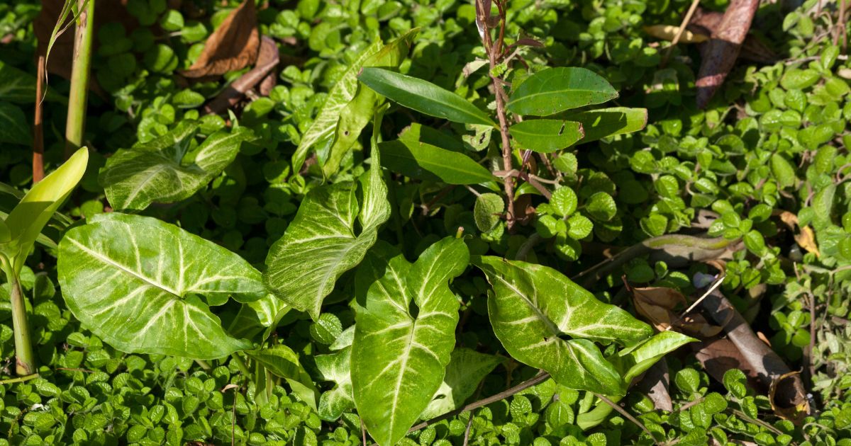 ต้นไม้ลด PM 2.5