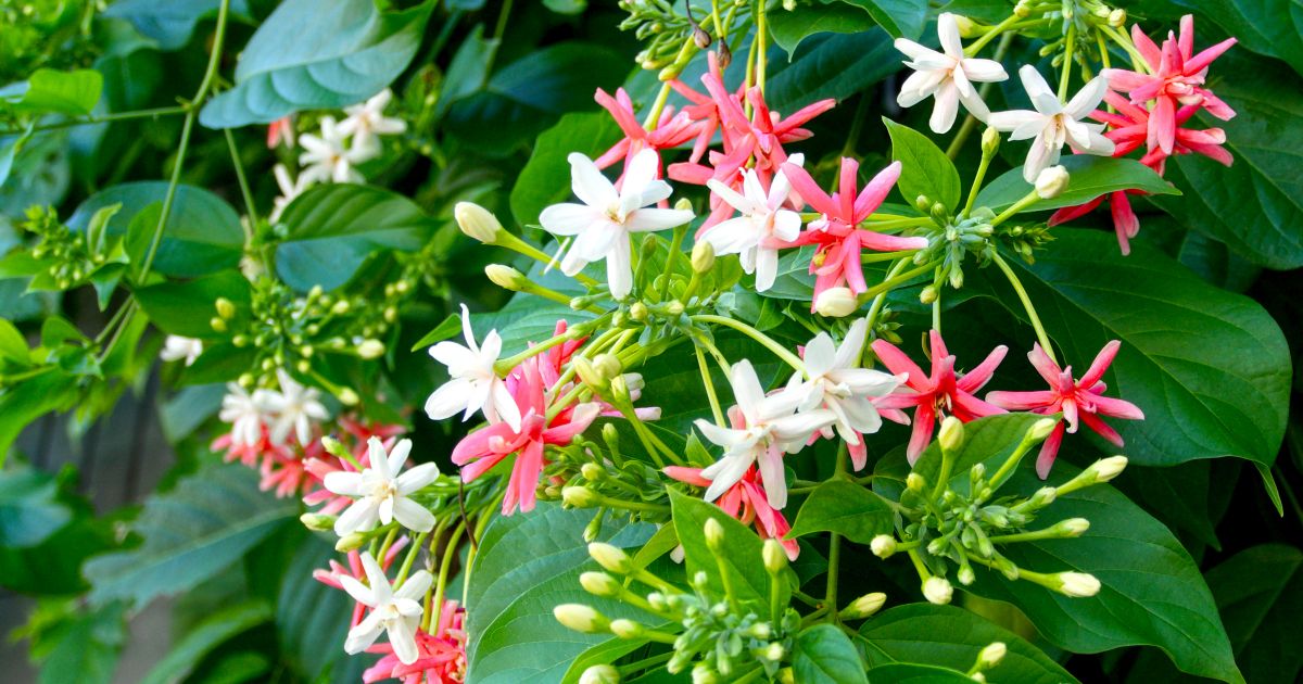 ต้นไม้ลด PM 2.5