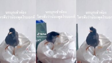 ไวรัล นกพูดได้