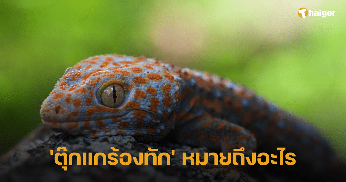 ตุ๊กแกร้องหมายถึงอะไร