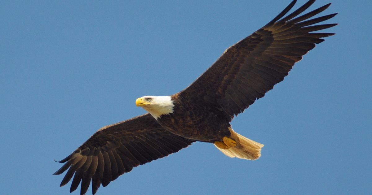 ฝันว่ากำลังโบยบิน ความหมาย