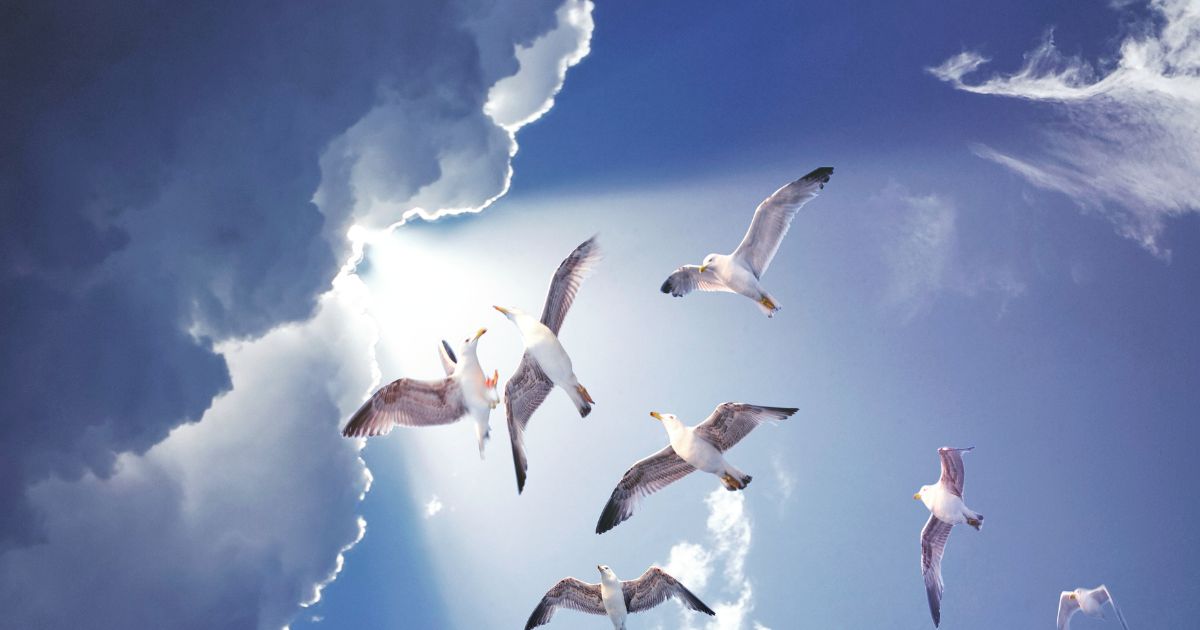 ฝันว่าบินได้