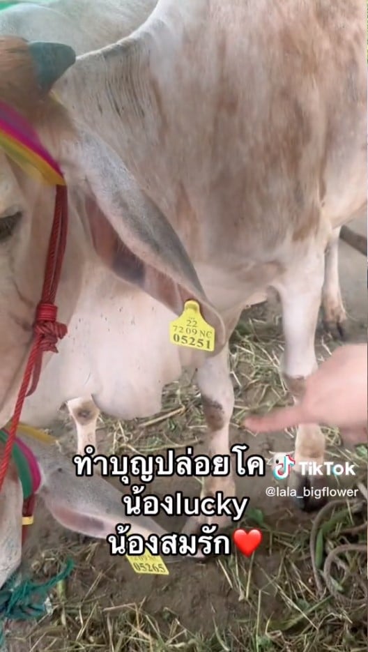 เลขเด็ด ลาล่า ธัญญ่า 1 4 66