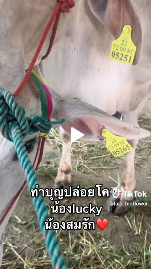 เลขเด็ด ลาล่า ธัญญ่า 1 4 66