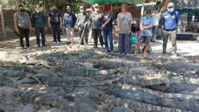 ลูกชิ้นเนื้อตัวเงินตัวทอง