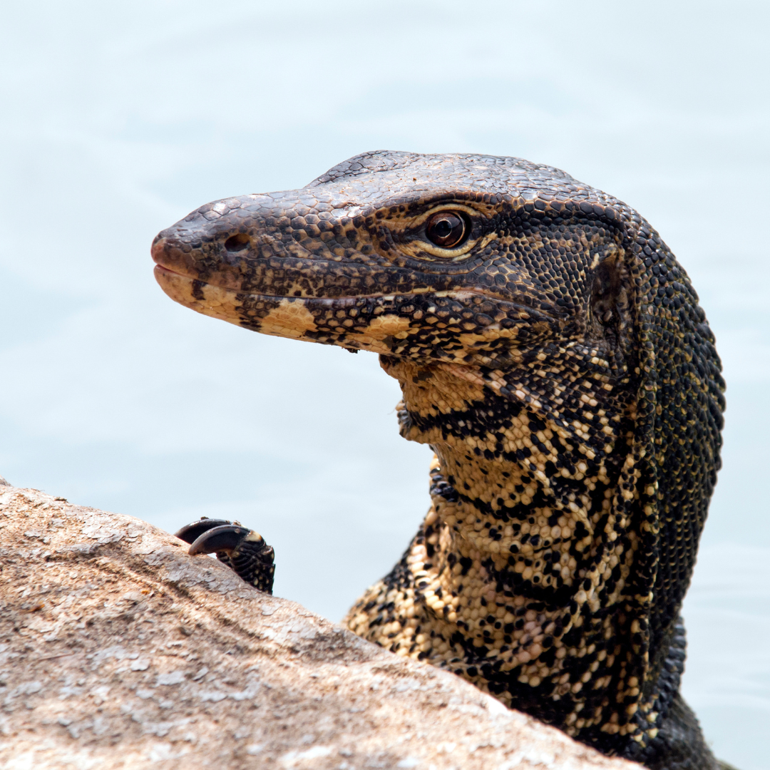 Common Water Monitor