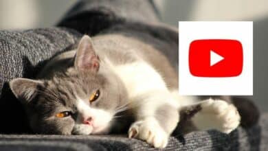 Youtube อัปเดต วิดีโอแมวมากขึ้น