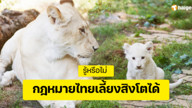 กฎหมายไทยเลี้ยงสิงโตได้