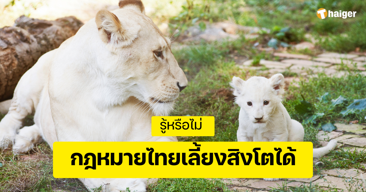 กฎหมายไทยเลี้ยงสิงโตได้